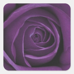 Cuadrada Pegatina de diseño Rosa morado oscuro