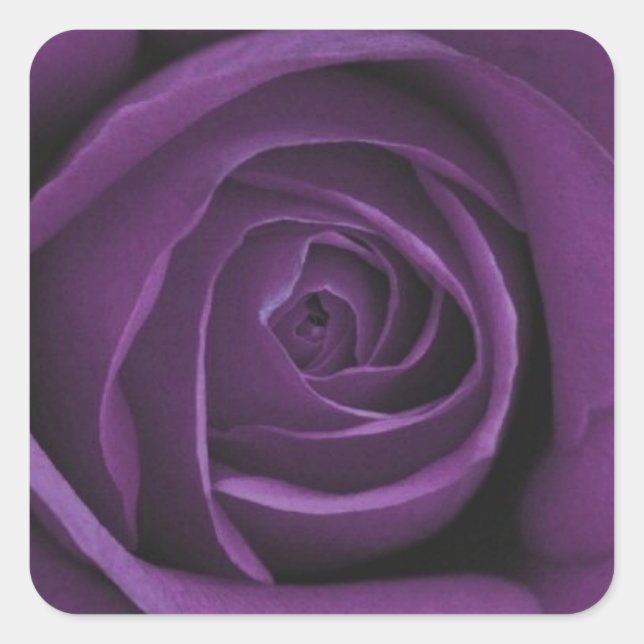 Cuadrada Pegatina de diseño Rosa morado oscuro (Anverso)