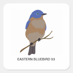 Cuadrada Pegatina de Eastern Bluebird 53