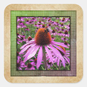 Cuadrada Pegatina de flor silvestre Echinacea Coneflower pú