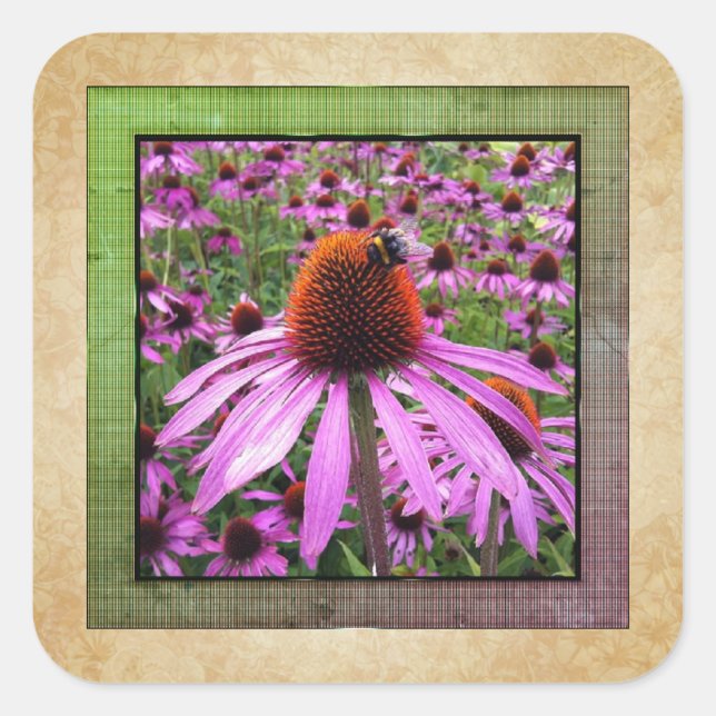 Cuadrada Pegatina de flor silvestre Echinacea Coneflower pú (Anverso)