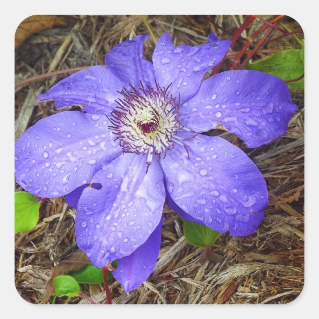 Cuadrada Pegatina de flores moradas (Anverso)