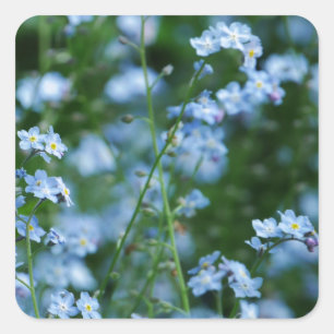 Cuadrada Pegatina de Flores Olvidadas-No