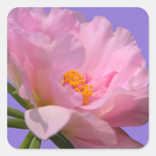 Cuadrada Pegatina de flores rosadas Peony