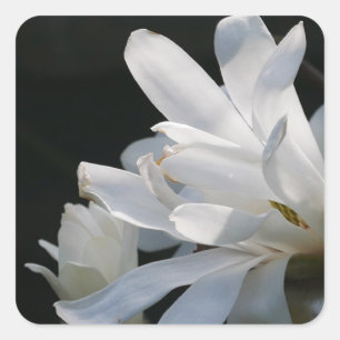 Cuadrada Pegatina de Flores Star Magnolia 