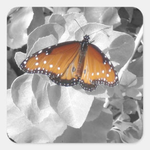 Cuadrada Pegatina de foto de mariposa monarca naranja de la