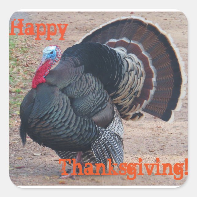 Cuadrada Pegatina de fotografía de Happy Thankending Turkey (Anverso)