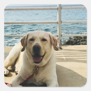 Cuadrada pegatina de fotografía de perro de Labrador