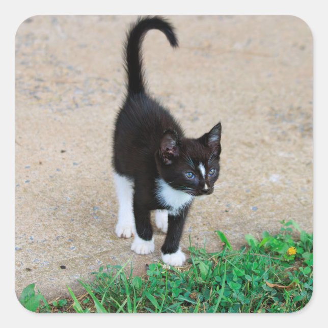 Cuadrada Pegatina de Gatito (Anverso)