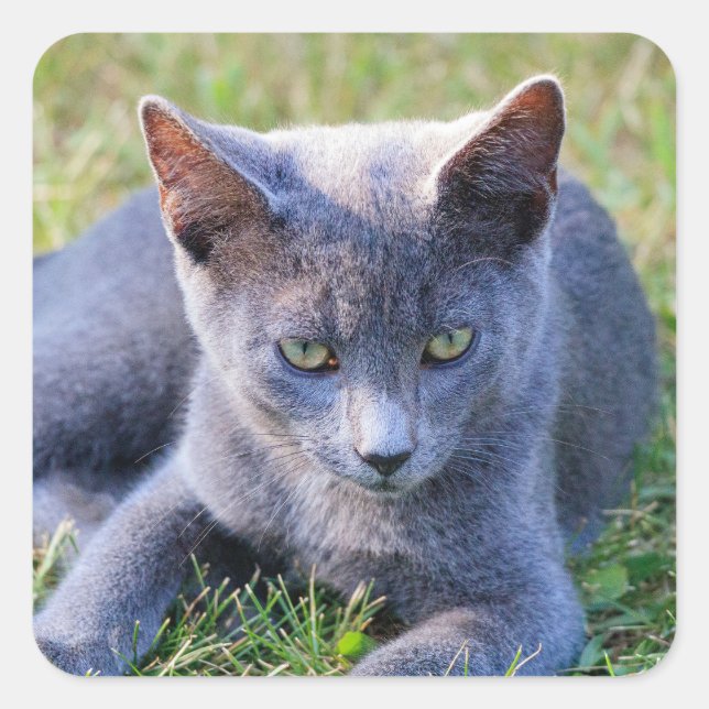 Cuadrada Pegatina de gato (Anverso)