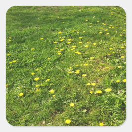 Cuadrada Pegatina de Grass and Dandelions