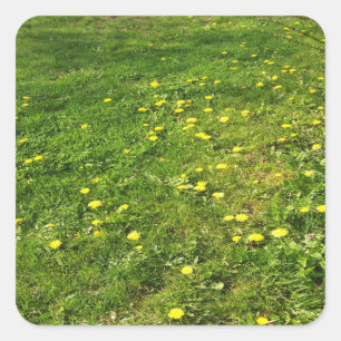 Cuadrada Pegatina de Grass and Dandelions
