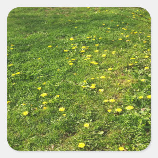 Cuadrada Pegatina de Grass and Dandelions