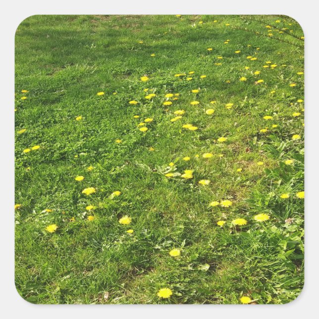 Cuadrada Pegatina de Grass and Dandelions (Anverso)