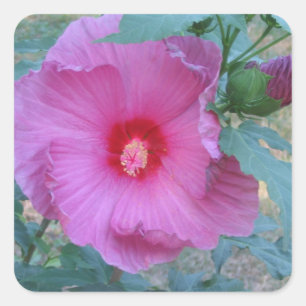 Cuadrada Pegatina de Hibiscus Blossom