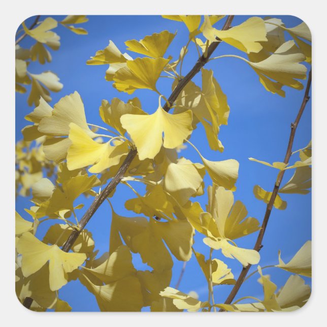 Cuadrada Pegatina de Hojas de Otoño (Anverso)