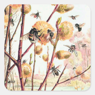 Cuadrada Pegatina de ilustracion vintage de abejas de miel