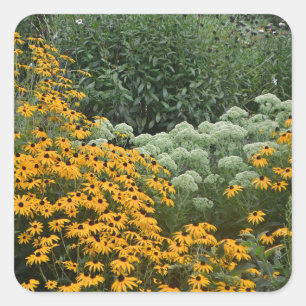 Cuadrada Pegatina De Jardín De Susans De Ojos Negros
