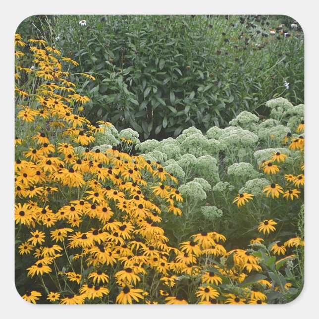Cuadrada Pegatina De Jardín De Susans De Ojos Negros (Anverso)