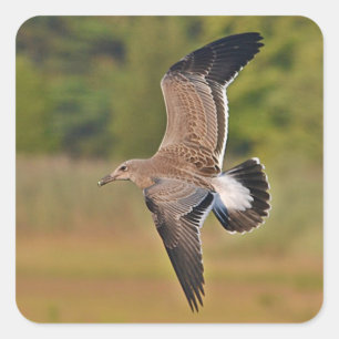 Cuadrada Pegatina de la gaviota del vuelo