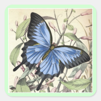 Cuadrada Pegatina de la Plaza de la Mariposa.