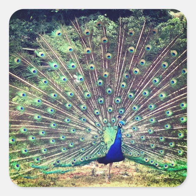 Cuadrada Pegatina de la plaza Peacock (Anverso)