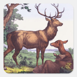 Cuadrada Pegatina de la Plaza Vintage de la Familia Deer