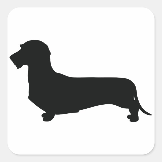 Cuadrada Pegatina de la plaza Wire Hair Dachshund (Anverso)