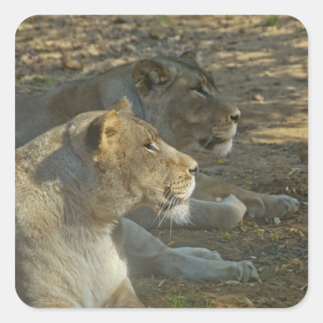 Cuadrada Pegatina de leones (Anverso)