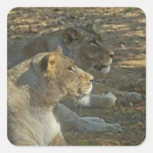 Cuadrada Pegatina de leones