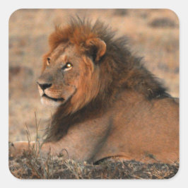 Cuadrada Pegatina de Leones Africanos