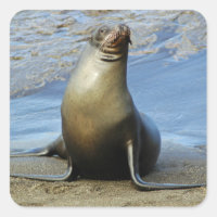 Pegatina de Leones del Mar de Galápagos 1