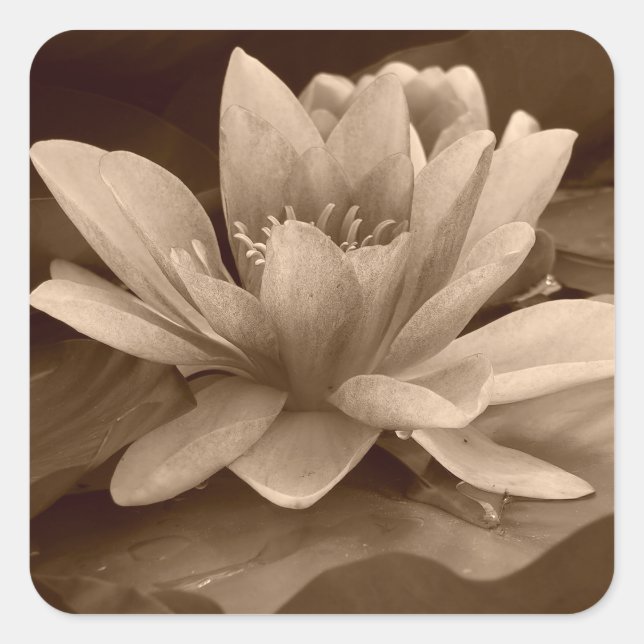 Cuadrada Pegatina de lilos de agua (Anverso)