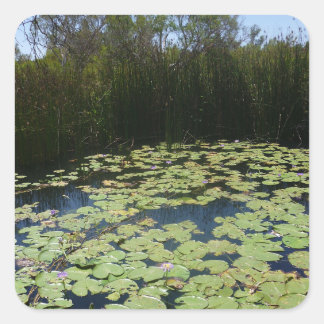 Cuadrada Pegatina de Lily Pads de Salida