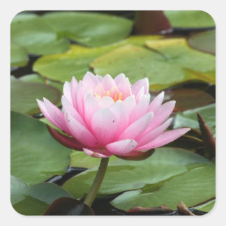 Cuadrada Pegatina de Lirio de Agua Rosa