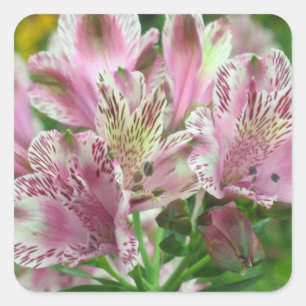 Cuadrada Pegatina de los lirios peruanos de Alstromeria