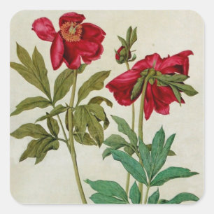 Cuadrada Pegatina de los Peonies de Albrecht Durer del