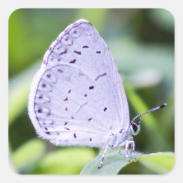 Cuadrada Pegatina de mariposa de Azure Spring