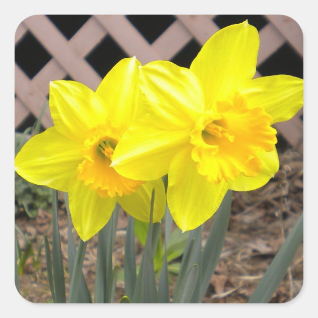 Cuadrada Pegatina de Narcisos Amarillos (Anverso)