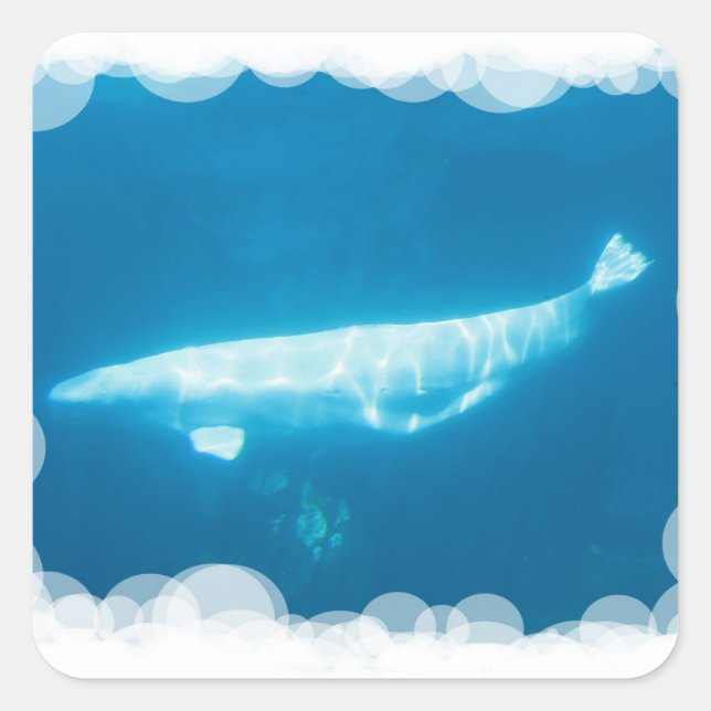 Cuadrada Pegatina de Natación de Ballenas Beluga (Anverso)