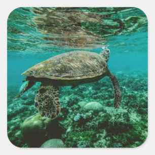 Cuadrada pegatina de natación de tortuga marina azul
