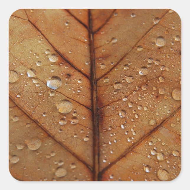 Cuadrada Pegatina de otoño (Anverso)