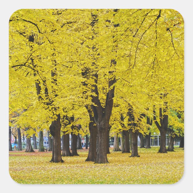 Cuadrada Pegatina de otoño (Anverso)