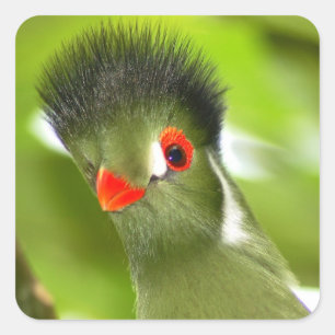 Cuadrada Pegatina de pájaro verde tropical