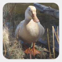 Pegatina de pato sajonia