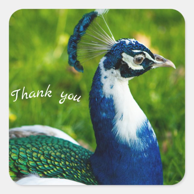 Cuadrada Pegatina de pavo real azul moderno (Anverso)