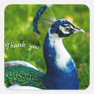 Cuadrada Pegatina de pavo real azul moderno