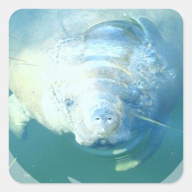 Cuadrada Pegatina de Peeking Manatee (Anverso)