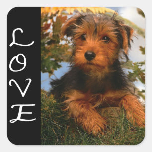 Cuadrada Pegatina de perro cachorro Airedale Terrier negro