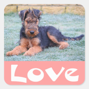 Cuadrada Pegatina de perro cachorro Airedale Terrier rosa d